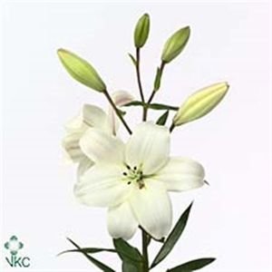 LYS LA LITOUWEN 95 4 F+